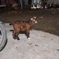 خوشکل دوست داشتنی|حیوانات مزرعه|حویق, |دیوار