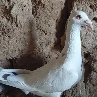 کبوتر سار دنش یهودی