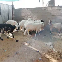تعدادی بره نر فروشی چاق چاق|حیوانات مزرعه|نهبندان, |دیوار