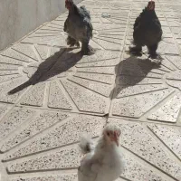 مرغ و خروس تزیینی و تخمی|حیوانات مزرعه|جلگه رخ, |دیوار