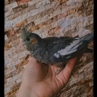 عروس هلندی سینامون