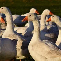 فروش غاز  محلی