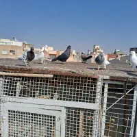 فروش آپارتمان ۳۰ متری ۴ خوابه طبقه ۴ در راه آهن