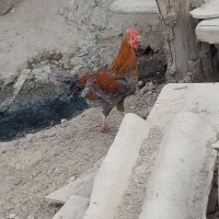 خروس