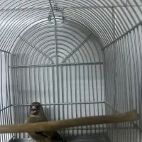 سهره دورگ کرمونی|پرنده|شیراز, شهرک پرواز|دیوار