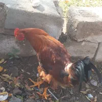 خروس محلی|حیوانات مزرعه|بکتاش, |دیوار