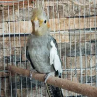 عروس هلندی|پرنده|مشهد, ایثارگران|دیوار