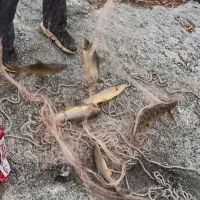 تور ماهی گیری