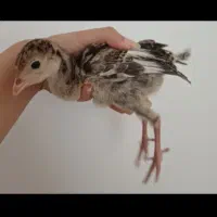 بوقلمون ۱ ماهه