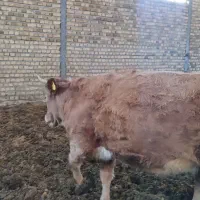 گوساله سیمینتال ماده پرواری|حیوانات مزرعه|شیروان (لرستان), |دیوار