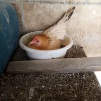 تخم مرغ نطفه دار جاپنیز