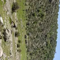 مسکن ملی در فیروزآباد