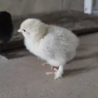 جوجه برهما اصل