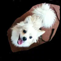 سگ نر ۳ساله  پامر اشپیتز باهوش آموزش دیده کاملا