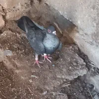 کبوتر رنگی همه دوری