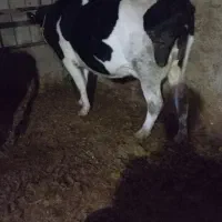 گاو جوان شیری