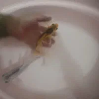 ماهی کوی سفید و طلایی 20تا25سانت