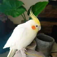 طوطی هلندی زرنگ  و اهلی