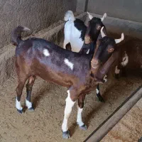 بز درجه یک یک دو عدد داشتی|حیوانات مزرعه|کوهدشت, |دیوار