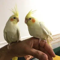 جفت عر‌وسی اشتی فول