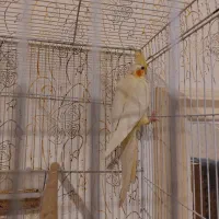 عروس لوتینو زعفرونی با چهار تا جوجه|پرنده|مشهد, شهرک مهرگان|دیوار