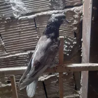 کفتر پرشی|پرنده|فردیس, شهرک ارم|دیوار