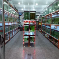 آکواریوم و ماهی گلستان