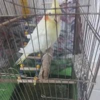 عروس هلندی ماده بالغ|پرنده|الوند, |دیوار