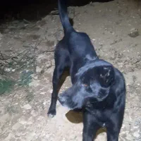 گمشده|حیوانات|یاسوج, |دیوار