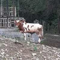 گاو نر پرواری|حیوانات مزرعه|نوشهر, |دیوار