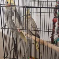 عروس هلندی مولد|پرنده|دلند, |دیوار