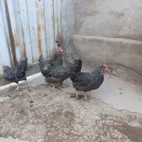 مرغ و خروس امروک