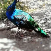 طاووس نر مصری