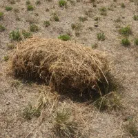 فروش علوفه یونجه