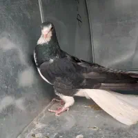 دمگیر نر زره ماده بدرنگ دم پاک