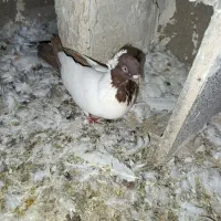 کبوتر کله زرد کاکلی و...|پرنده|میانه, |دیوار