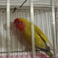 فروش جفت مولد کوتوله زرد آماده تخمگذاری|پرنده|فردوس (خراسان), |دیوار