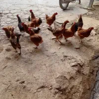 مرغ|حیوانات مزرعه|بروجرد, |دیوار