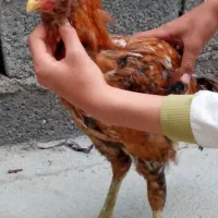 خروس لاری