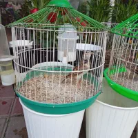 سهره خاکی|پرنده|رشت, شهرک صبا|دیوار