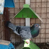 جفت نر و ماده کبوتر مسافتی پلاکی