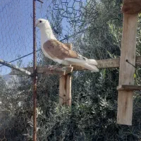 دوبال زرد سوسکی بزک دوعدد کربلایی سرخ خون سینه|پرنده|گالیکش, |دیوار