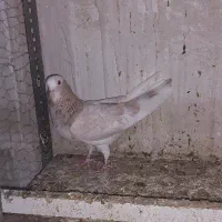 یه کفتر ماده زرد گم کردم