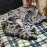 گربه خانگی پنج ماه ماده رایگان واگزار میشه