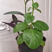 گیاه لوبیای سحرآمیز