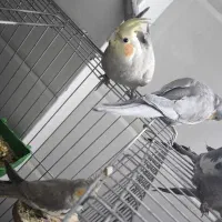 عروس هلندی 10ماهه سالم|پرنده|قم, علی آباد سعدگان|دیوار