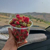 مدارک گم کردم