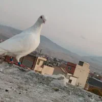 سار . دم زرد . خال سیاه