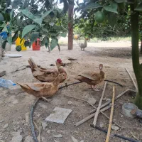 اردک شکلاتی مولد جوجه و نیمچه