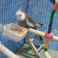 سلام این پرنده گم کرد